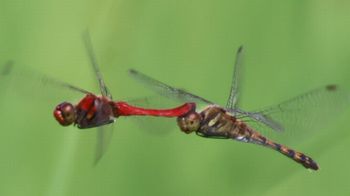 �i�c�A�J�l�Y�����āi�O����j