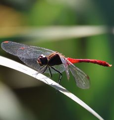 �}���^�e�A�J�l���i�V���r�j