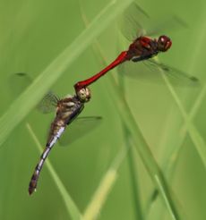 �i�c�A�J�l�Y�����āi�O����j