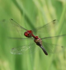 �i�c�A�J�l�Y�����āi�O����j