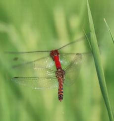 �i�c�A�J�l�Y�����āi�O����j