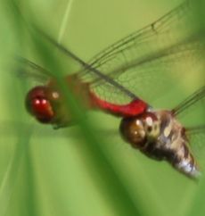 �i�c�A�J�l�Y�����āi�O����j