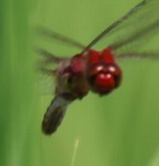 �i�c�A�J�l�Y�����āi�O����j