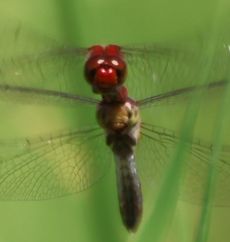 �i�c�A�J�l�Y�����āi�O����j