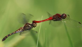 �i�c�A�J�l�Y�����āi�O����j