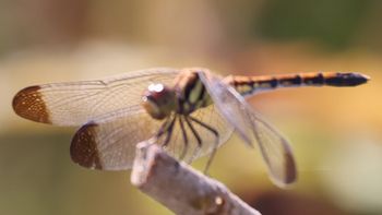 �m�V���g���{���i�V���r�j