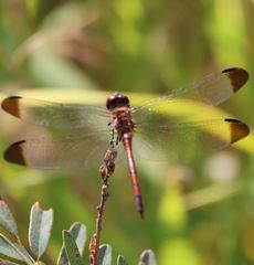 �m�V���g���{���i�V���r�j