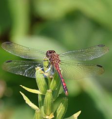 �m�V���g���{���i�V���r�j