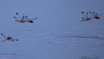 �R�m�V���g���{�Y�����āi�����j