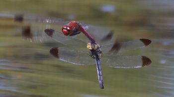 �R�m�V���g���{�Y�����āi�����j