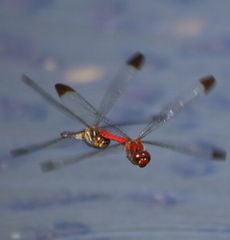 �R�m�V���g���{�Y�����āi�����j