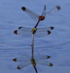 �R�m�V���g���{�Y�����āi�����j