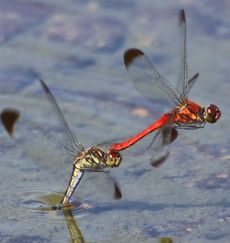 �R�m�V���g���{�Y�����āi�����j