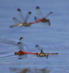 �R�m�V���g���{�Y�����āi�����j