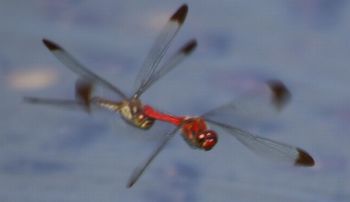 �R�m�V���g���{�Y�����āi�����j