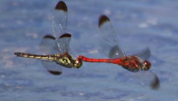 �R�m�V���g���{�Y�����āi�����j