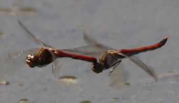 �A�L�A�J�l�Y�����āi�����j