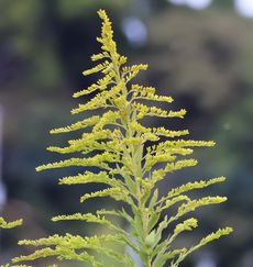 �Z�C�^�J�A���_�`�\�E�E�J�ԑO�i�O����j