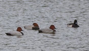 �z�V�n�W���ƃL���N���n�W���i�����j