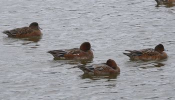 �q�h���K���i�����j