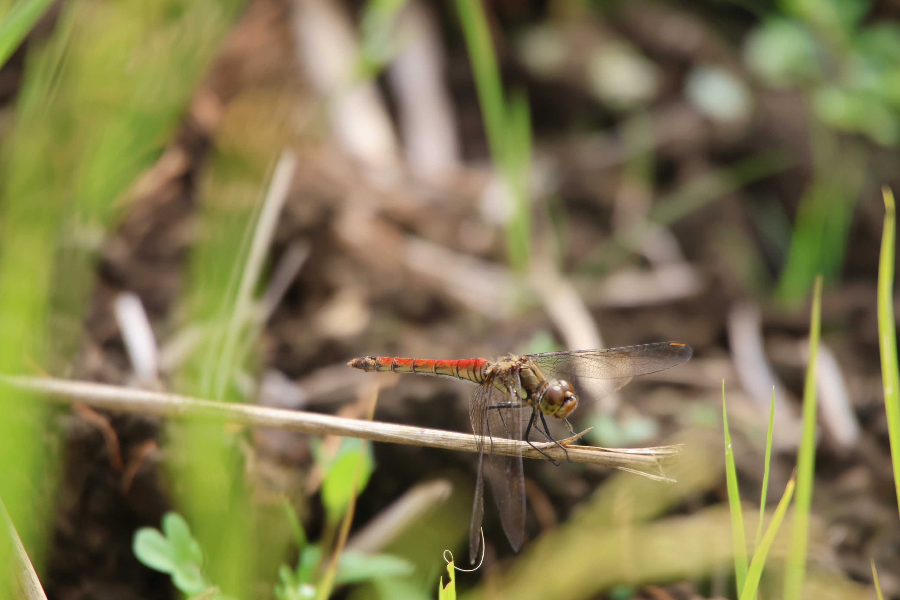 �c��ژe�̃A�L�A�J�l�i�O����j