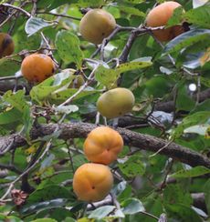 �J�L�i�^�������j