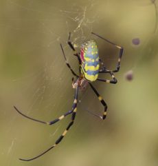 �W�����E�O���i�^�������j