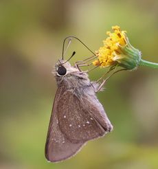 �`���o�l�Z�Z���i�^�������j