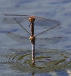 �A�L�A�J�l�Ő��Y���i�����j