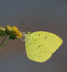 �L�`���E�i�^�������j