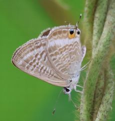 �E���i�~�V�W�~�i�^�������j