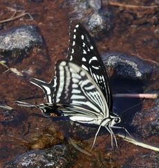 �A�Q�n�`���E�z���i�����j