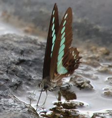 �A�I�X�W�A�Q�n�z���i�����j