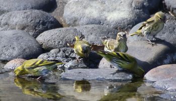 ���ӂɍ~�肽�}�q���i�����j