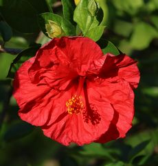 �n�C�r�X�J�X�i�A�����j