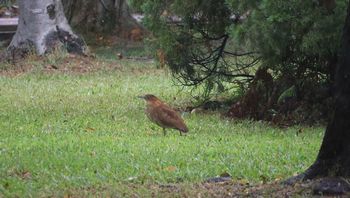 �Y�O���~�]�S�C�i�X�ь����j