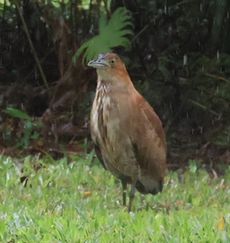 �Y�O���~�]�S�C�i�X�ь����j