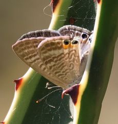 �E���i�~�V�W�~�i�A�����j