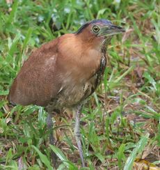 �Y�O���~�]�S�C�������i�V�������j