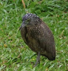 �Y�O���~�]�S�C�����i�V�������j