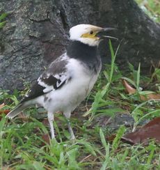 �N�r�����N�h���i�V�������j