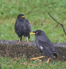 �C���h�n�b�J�i�V�������j