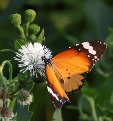 �J�o�}�_���i�A�����j