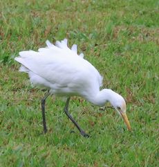 �A�}�T�M�i�m�сj