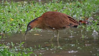 �Y�O���~�]�S�C�i�m�сj