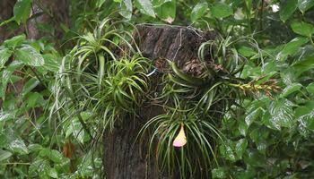 �G�A�v�����c�̐A�́i�A�����j