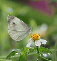 �����V���`���E�i�A�����j