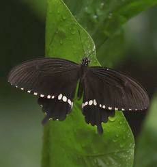 �V���I�r�A�Q�n�i�A�����j