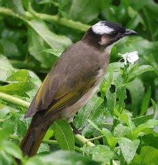 �V���K�V���i�A�����j