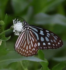 �����E�L���E�A�T�M�}�_���i�A�����j